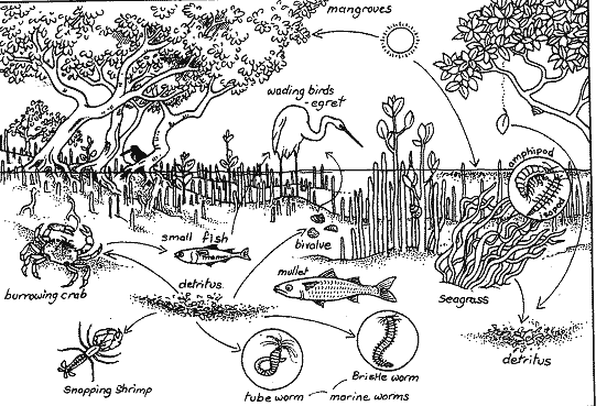 Food Chains/Webs - Mangrove Forests